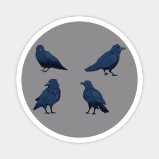 crows Magnet